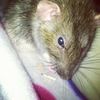 ilovepetrats